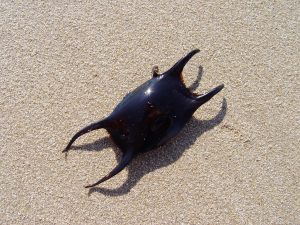 Mermaid's purse
