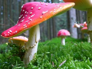 fly agaric (urisk home)