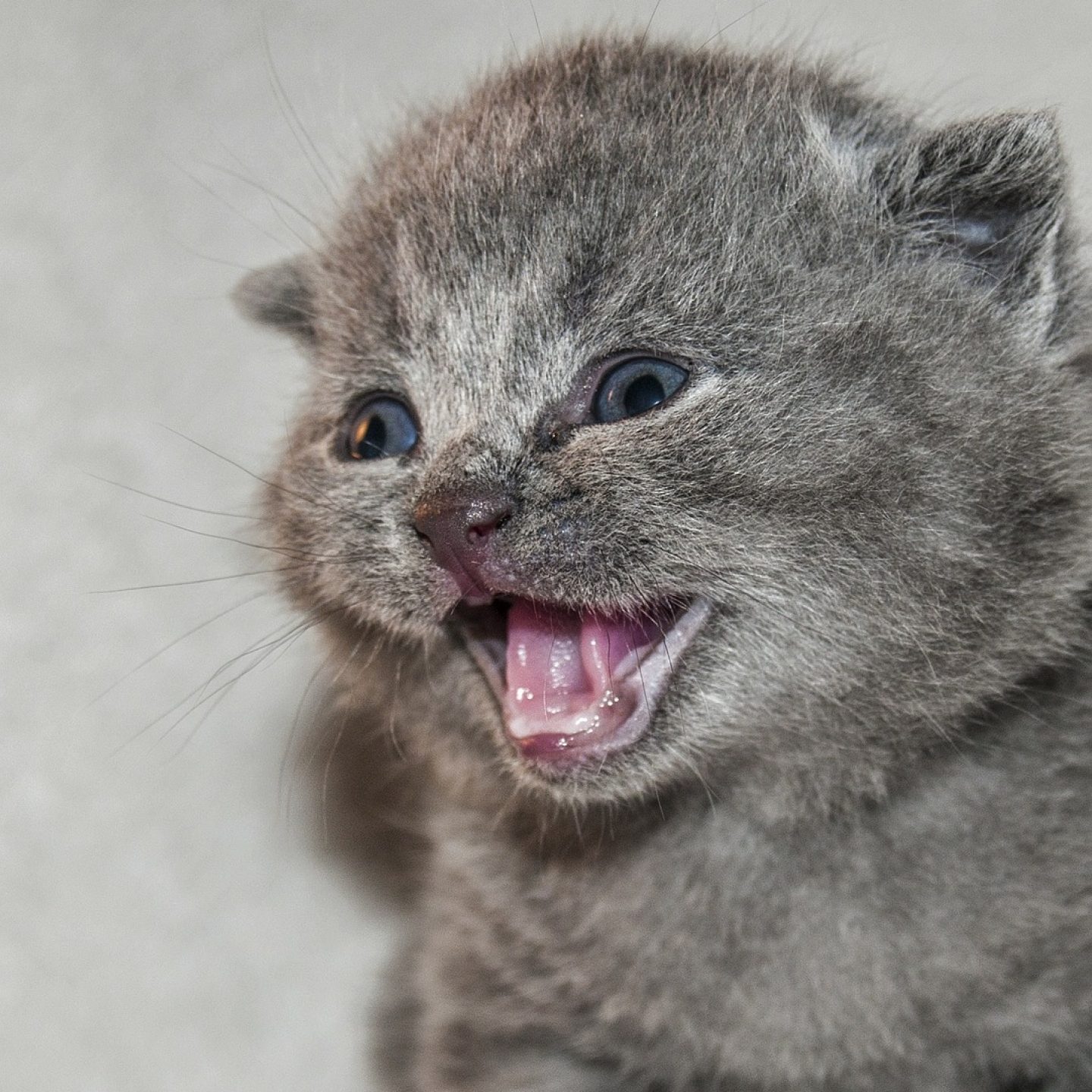 About that story with the cat in it