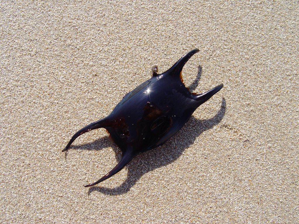 Mermaid’s purse, what is that?