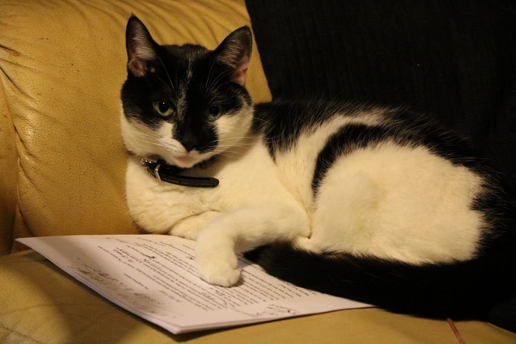 Molly the cat