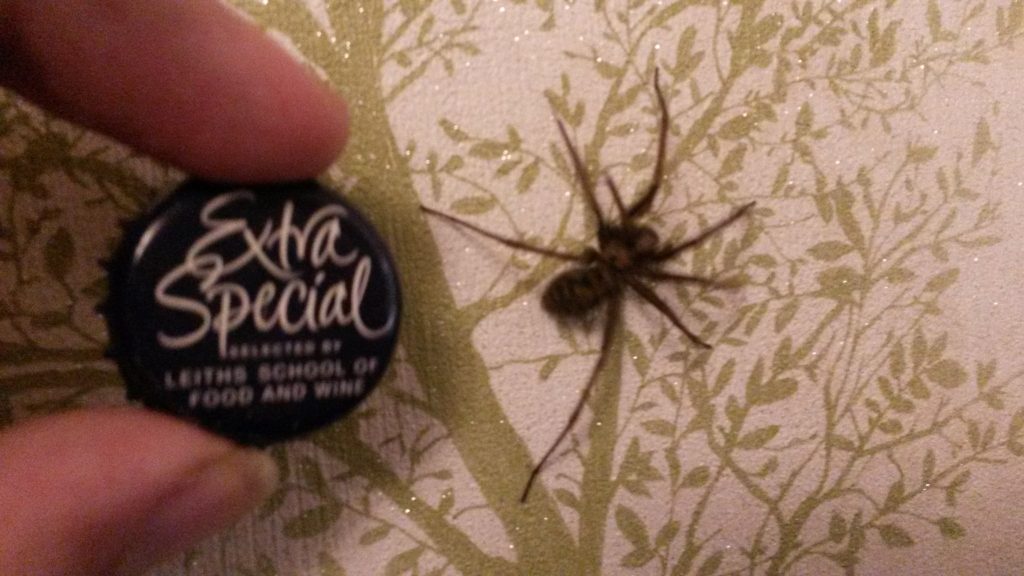 Spider in my house