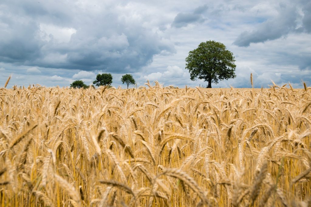 Field of wheat