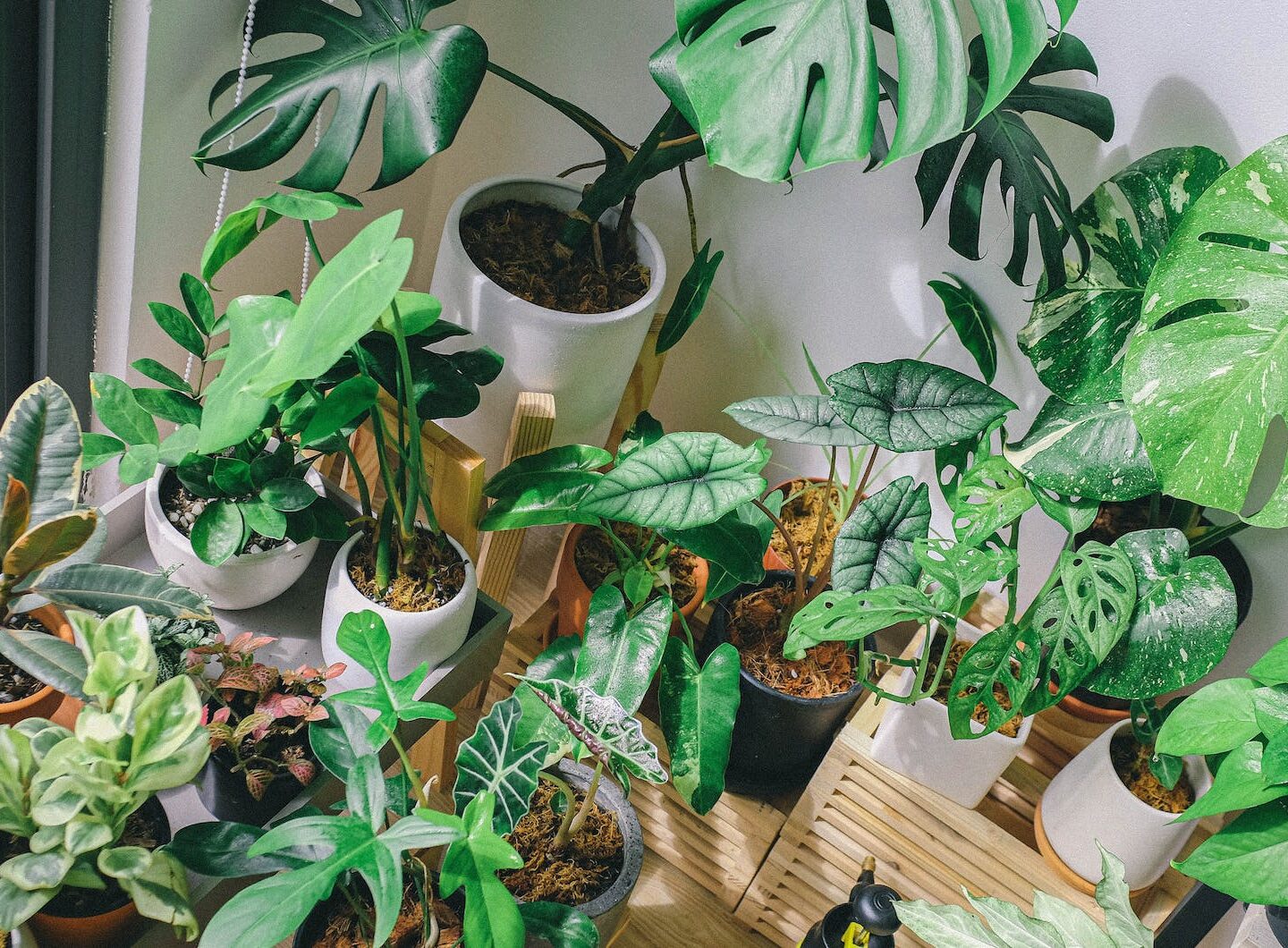 A garden but indoors (a project idea)