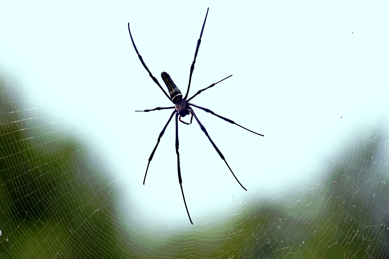 Fear of spiders