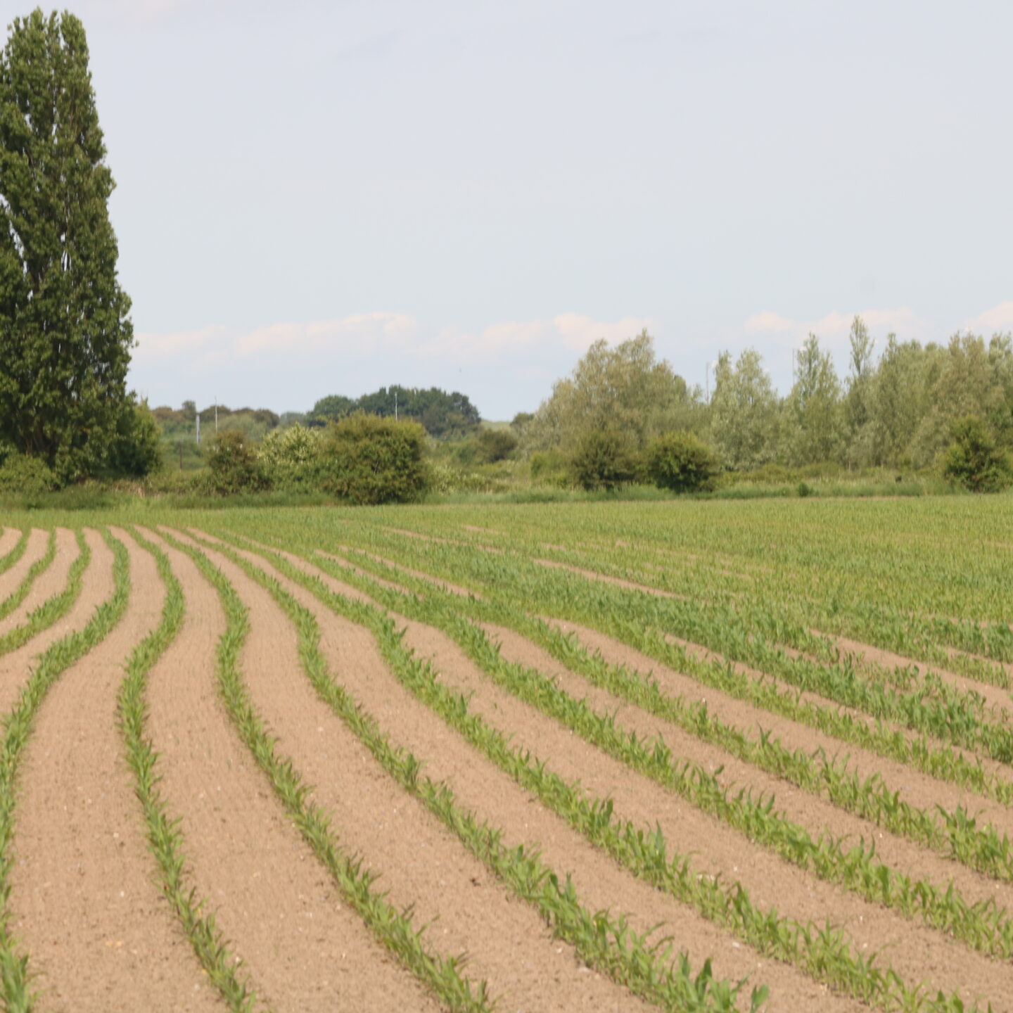 Welcome to the dreaming